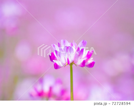 レンゲ畑 72728594