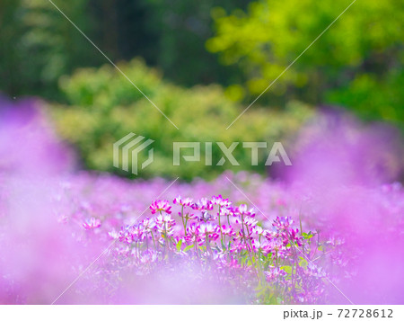 レンゲ畑 72728612