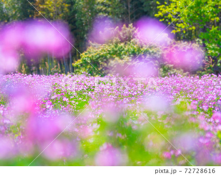 レンゲ畑 72728616