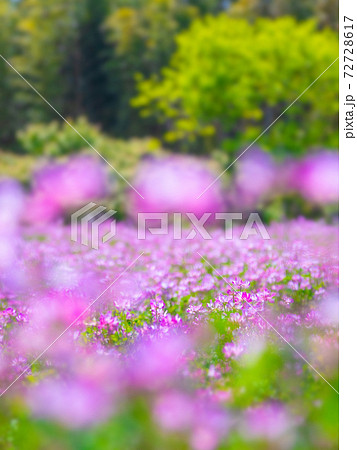 レンゲ畑 72728617