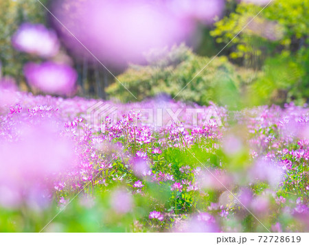 レンゲ畑 72728619