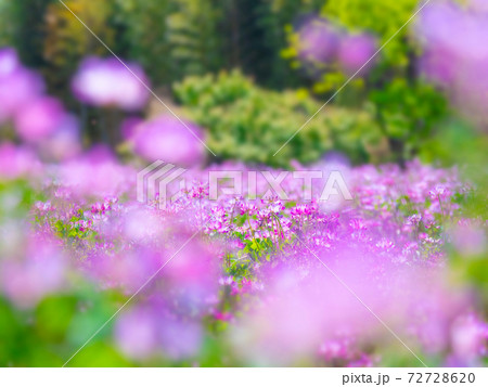 レンゲ畑 72728620