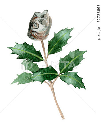 アナログ水彩節分飾りいわしの頭のイラスト素材