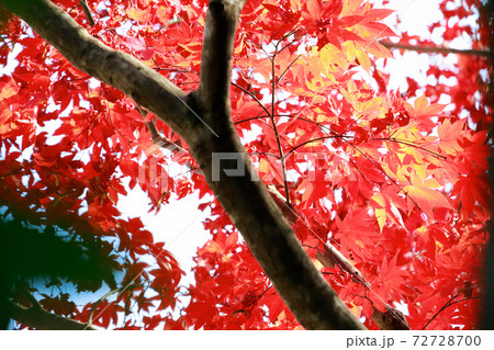 祖谷の紅葉 72728700