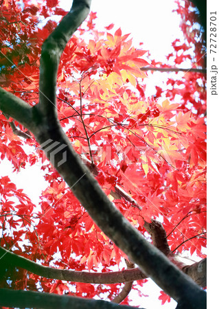 祖谷の紅葉 祖谷の紅葉 72728701