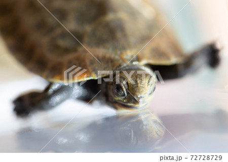 ニホンイシガメ 72728729
