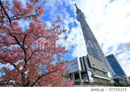 桜と東京スカイツリー 桜と東京スカイツリー 72729123
