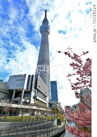 桜と東京スカイツリー 桜と東京スカイツリー 72729124