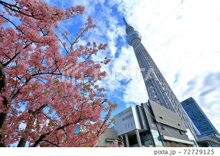 桜と東京スカイツリーの写真素材