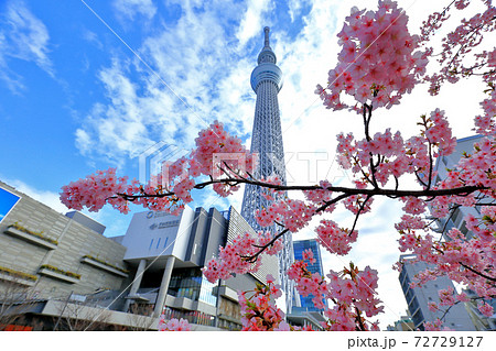 桜と東京スカイツリーの写真素材