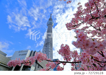 桜と東京スカイツリー 桜と東京スカイツリー 72729128