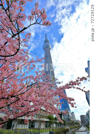 桜と東京スカイツリー 桜と東京スカイツリー 72729129