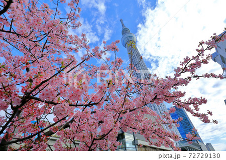 桜と東京スカイツリー 桜と東京スカイツリー 72729130