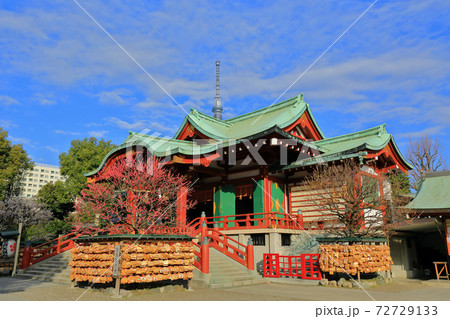 東京　亀戸天神社　梅まつり 72729133