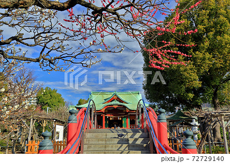 東京　亀戸天神社　梅まつり 72729140