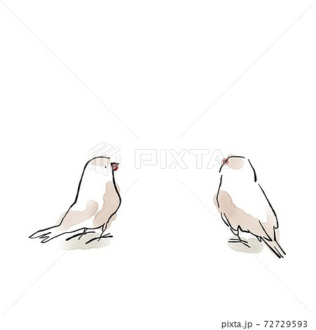 二匹のクリーム文鳥（小鳥）のイラスト素材 [72729593] - PIXTA