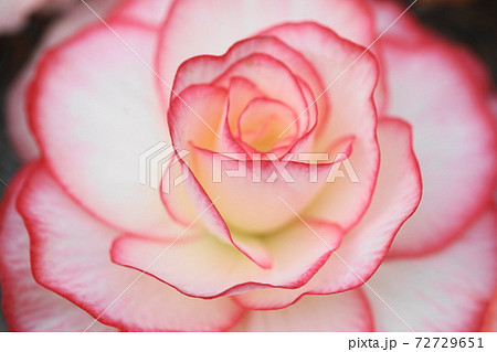 12月　調布755シュウカイドウ･シュウカイドウ科･神代植物公園 72729651