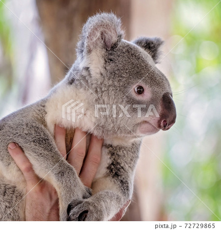 A Handful Of Australian Koala 72729865