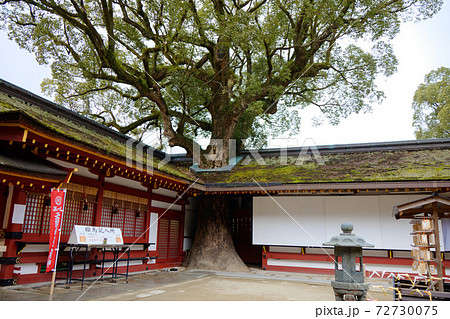 大樟 太宰府天満宮 大樟 太宰府天満宮 72730075