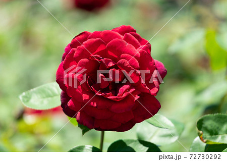赤いバラ オクラホマの写真素材
