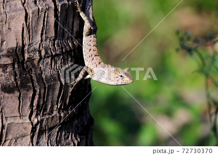 The chameleon 4 The chameleon 4 72730370
