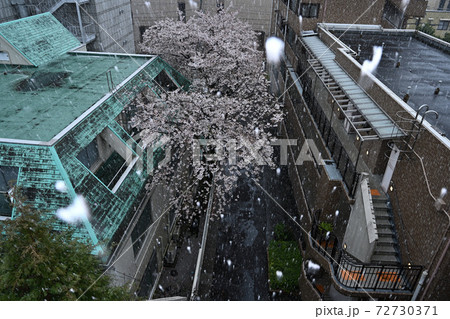 季節外れの都心の降雪　桜凍える 72730371