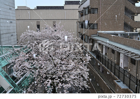 季節外れの都心の降雪 桜凍える 季節外れの都心の降雪 桜凍える 72730375