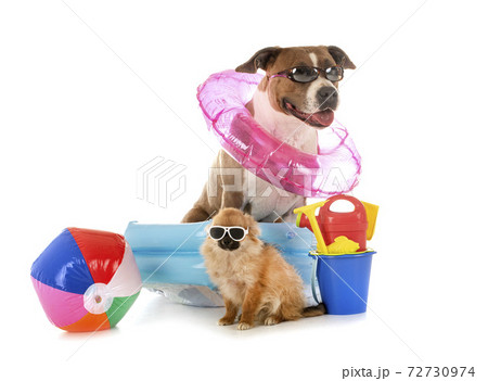 american staffordshire terrier and chihuahua 72730974