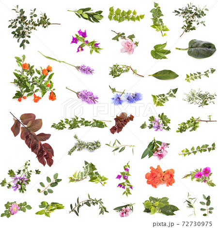 leaf and flowers 72730975