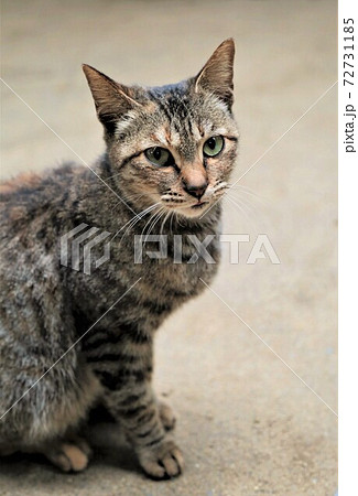 トラネコ トラネコ 72731185