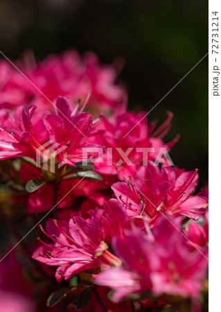 サツキの花のクローズアップと黒い背景の写真素材