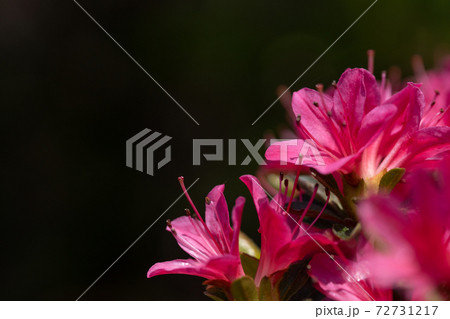 サツキの花のクローズアップと黒い背景の写真素材