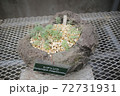 礼文草 72731931