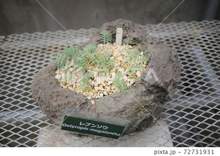 礼文草 礼文草 72731931