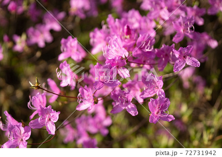 パステルカラーのミツバツツジの花びら パステルカラーのミツバツツジの花びら 72731942