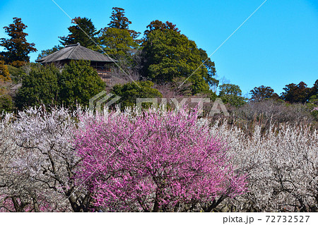 梅 水戸 偕楽園公園 梅 水戸 偕楽園公園 72732527