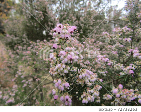 可愛い小さい桃色の花ジャノメエリカの写真素材