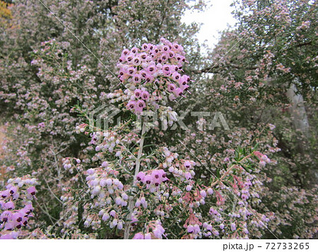 可愛い小さい桃色の花ジャノメエリカの写真素材