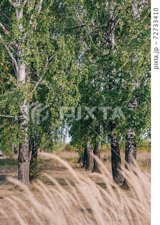 Several birch trees growing in a row in the summer Several birch trees growing in a row in the summer 72733410
