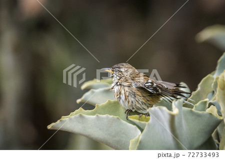 Red backed Scrub Robin in Kruger National park, South Africa Red backed Scrub Robin in Kruger National park, South Africa 72733493