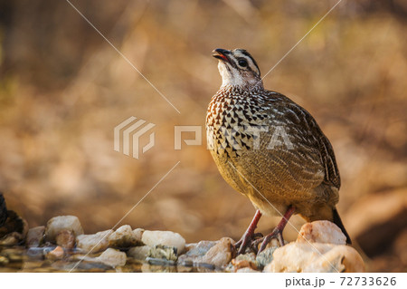 Crested Francolin in Kruger National park, South Africa 72733626