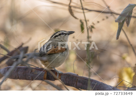 Black crowned Tchagra in Kruger National park, South Africa 72733649