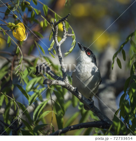 Black backed Puffback in Kruger National park, South Africa 72733654