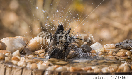 Arrow marked Babbler in Kruger National park, South Africa 72733669