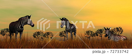 Zebras in the savannah 72733742