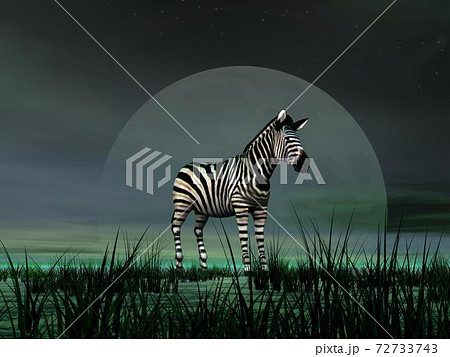Zebra by moonlight 72733743