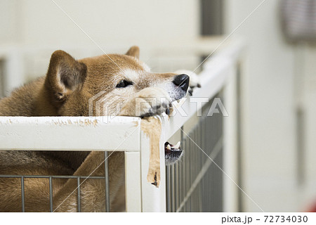 いたずらをする柴犬 72734030