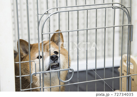 変顔 柴犬 変顔 柴犬 72734035