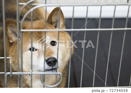 ゲージから出して欲しい柴犬 ゲージから出して欲しい柴犬 72734039