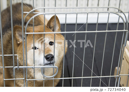 ゲージから出して欲しい柴犬 ゲージから出して欲しい柴犬 72734040